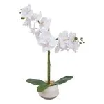 Orchidée Clera haut 52 cm avec pot céramique