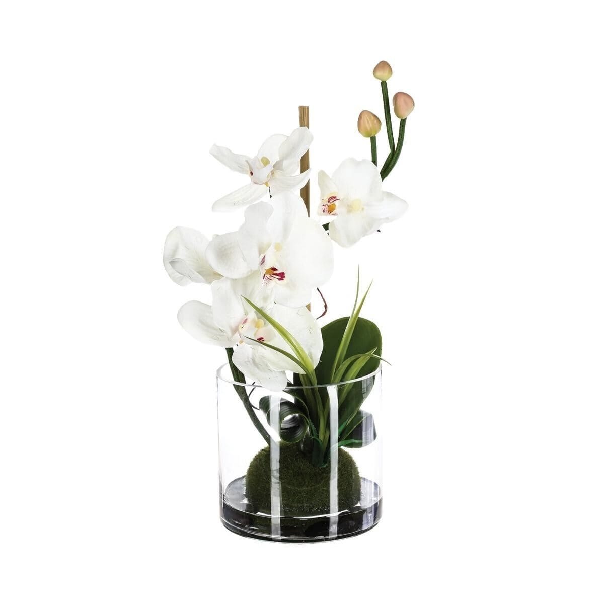 Cache-pot En Verre Sandra Rich Pour Orchidées 12,5 Cm - 4 Couleurs, Design Moderne, Fabriqué En Allemagne