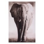 Toile encadrée "Elephant" 75x115 cm